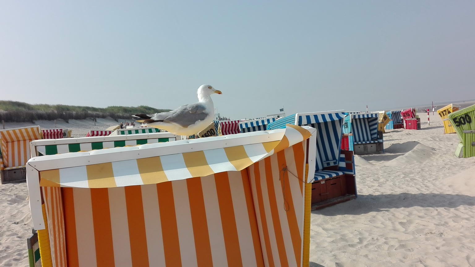 Möwe auf Strandkorb