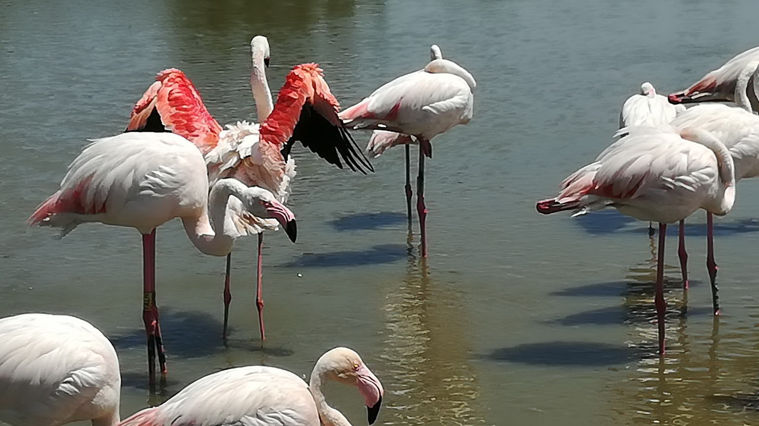 Flamingos